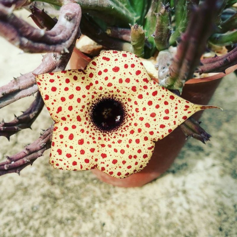Huernia plowesii