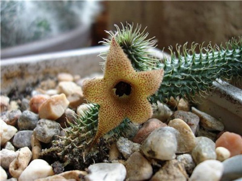 Huernia hystrix