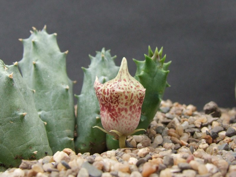 Orbeanthus hardyi