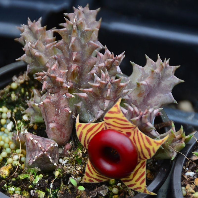 Huernia Piersii