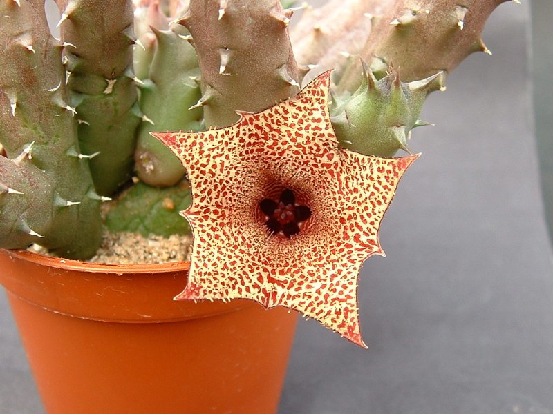 Huernia blyderiverensis
