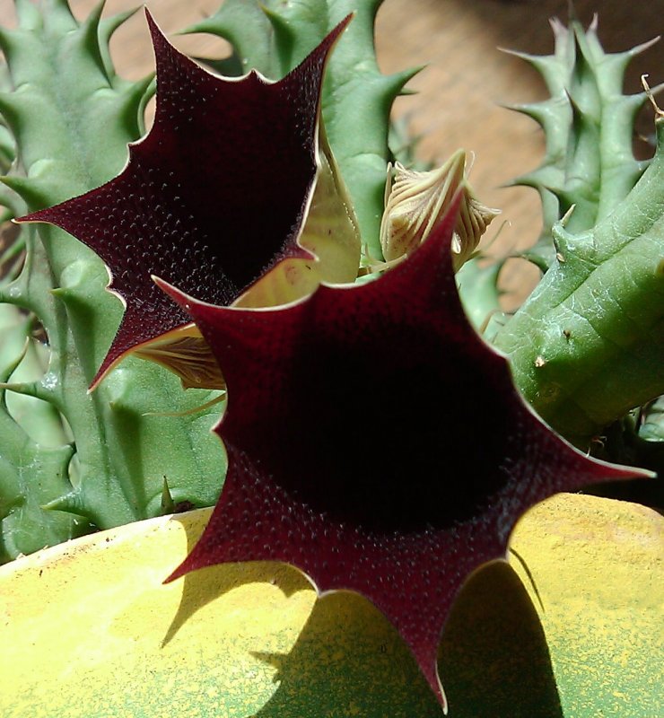 Гуэрния макрокарпа (Huernia macrocarpa)
