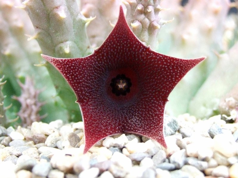 Huernia campanulata