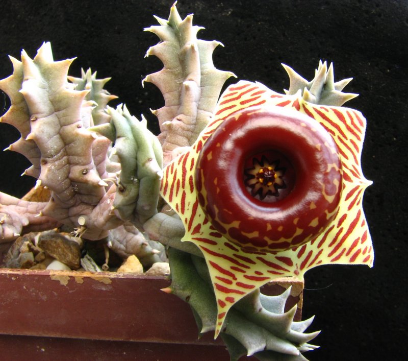 Huernia aspera ( Гуэрния )