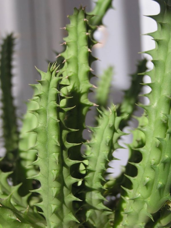 Huernia brevirostris