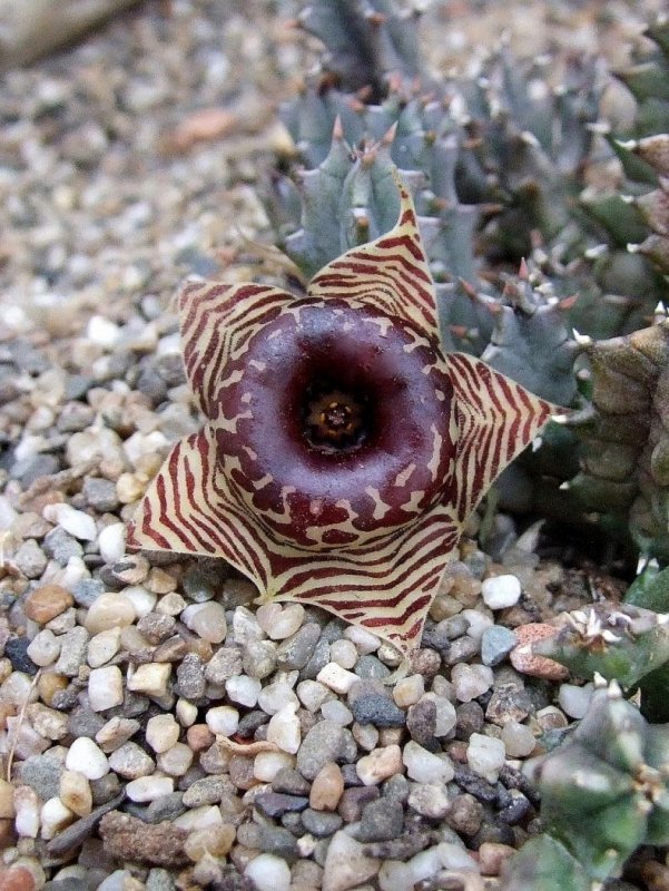 Гуэрния Кенийская (Huernia keniensis)