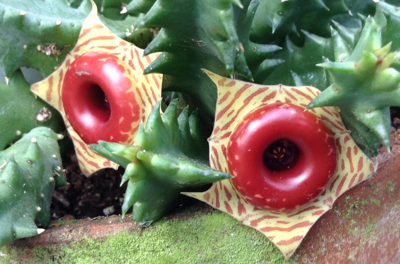 Huernia andreaeana