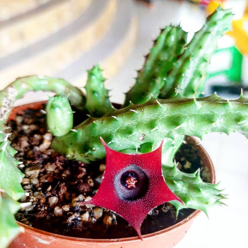 Huernia macrocarpa