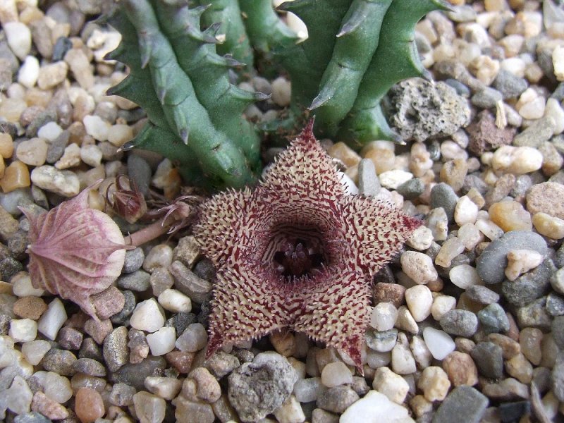 Huernia keniensis