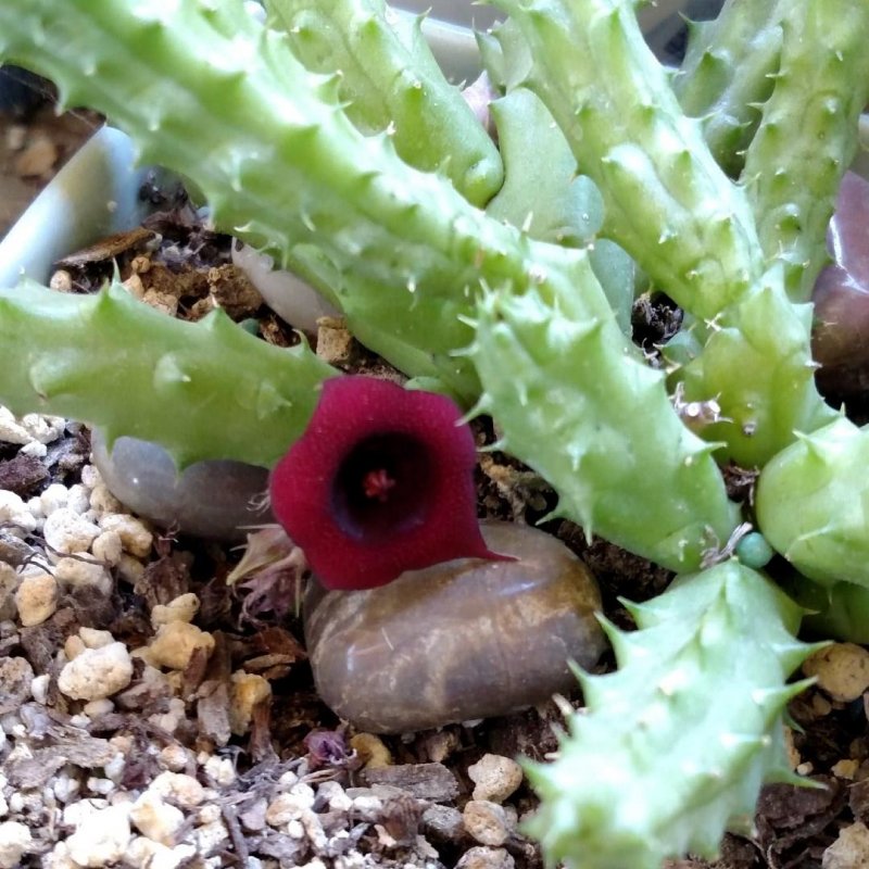 Huernia hystrix