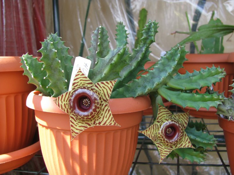 Huernia Whitesloanea