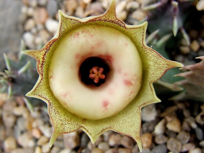 Гуэрния Huernia Zebrina