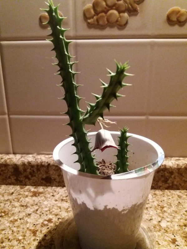 Huernia Campanula