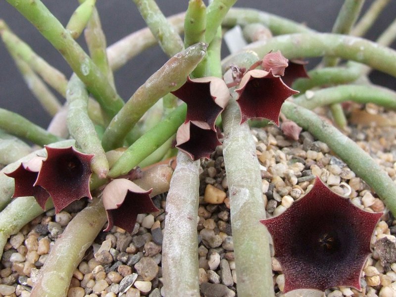 Гуэрния Huernia_erinacea_a