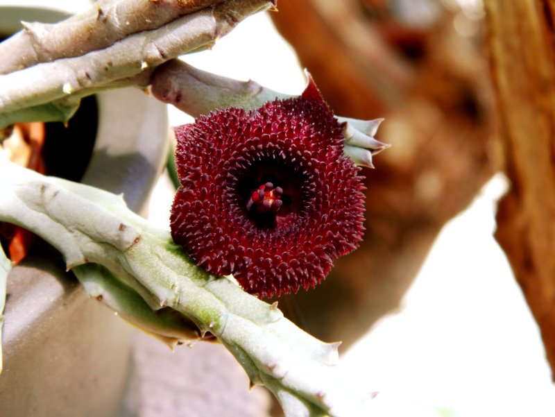Гуэрния баери - Huernia bayeri