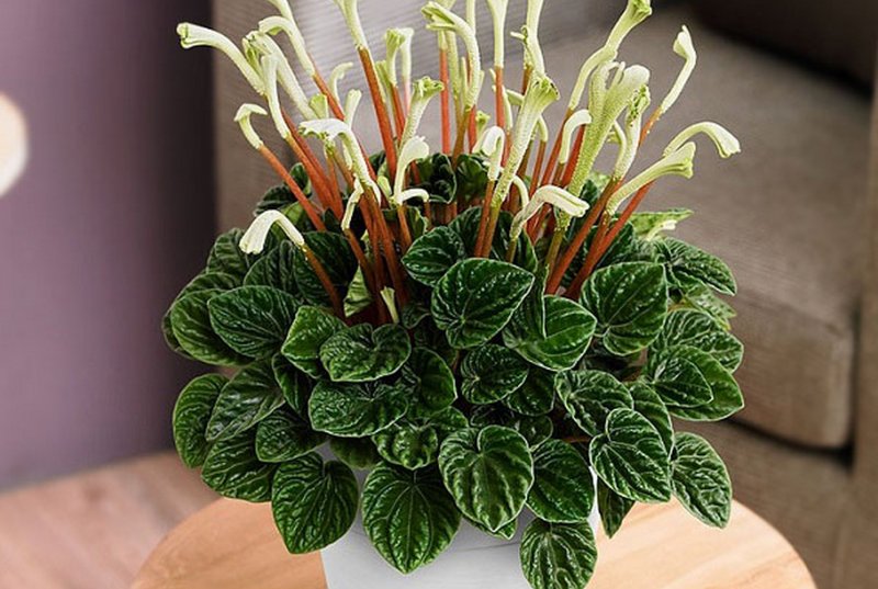 Пеперомия сморщенная Peperomia caperata