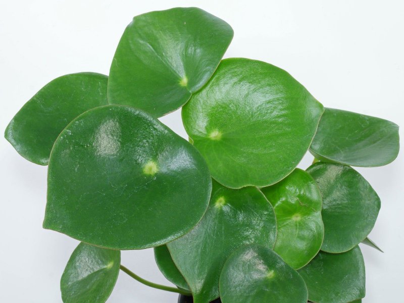 Пеперомия Peperomia dolabriformis