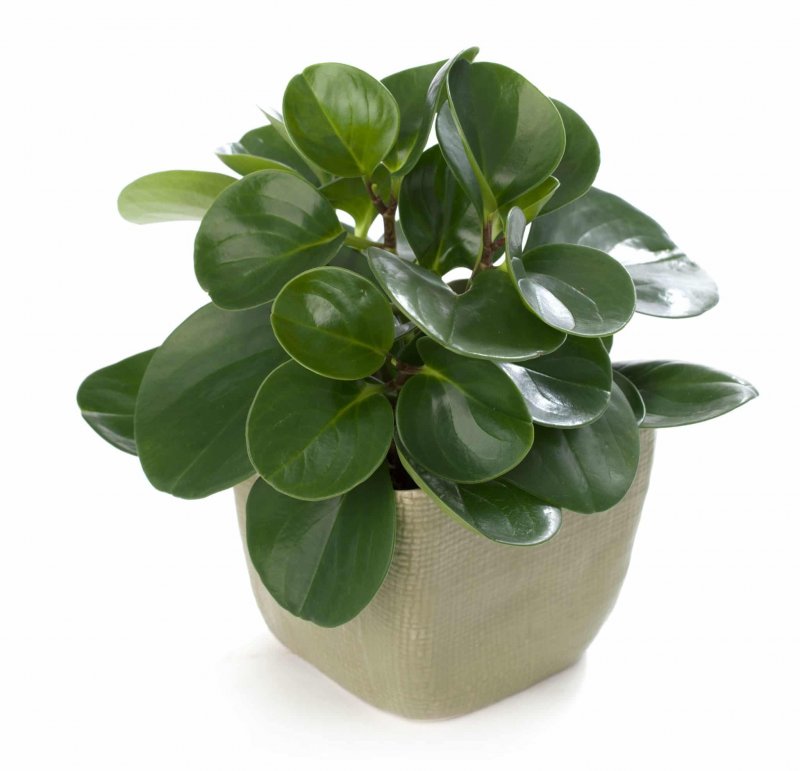 Пеперомия obtusifolia