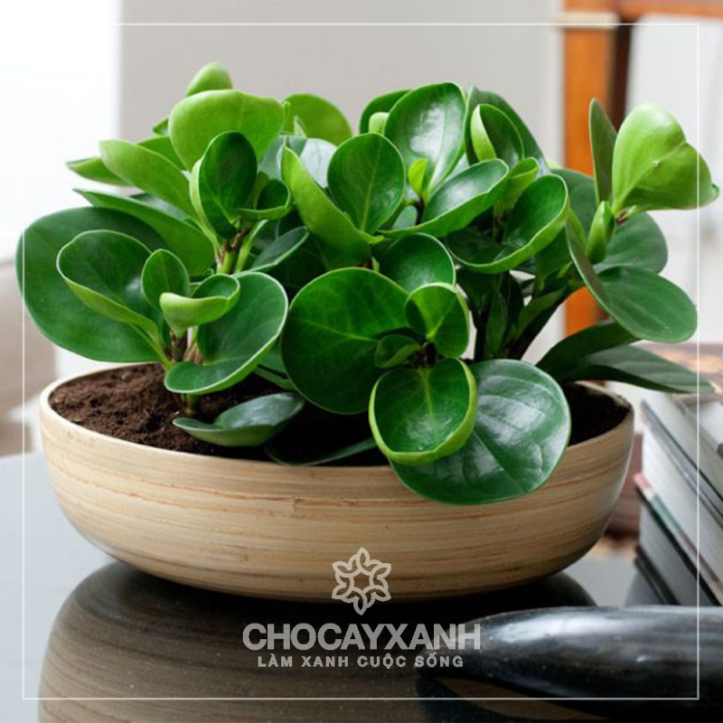 Пеперомия (Peperomia)