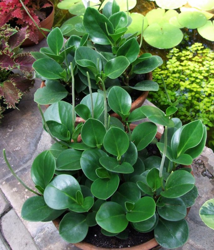 Пеперомия obtusifolia