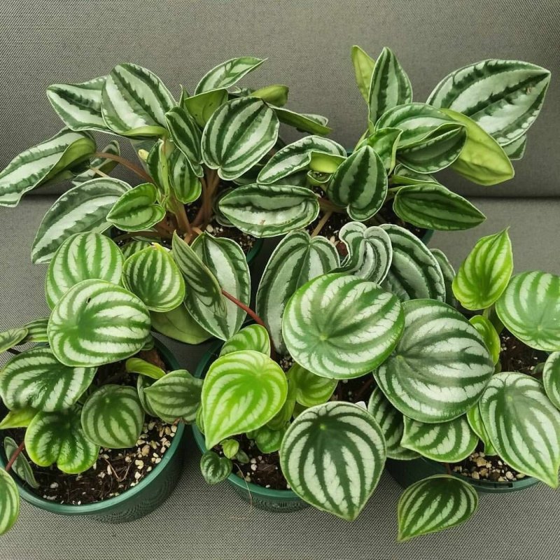Пеперомия бархатистая Peperomia velutina