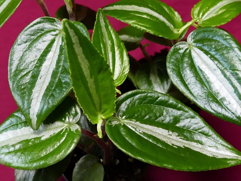 Пеперомия приятная (Peperomia blanda)