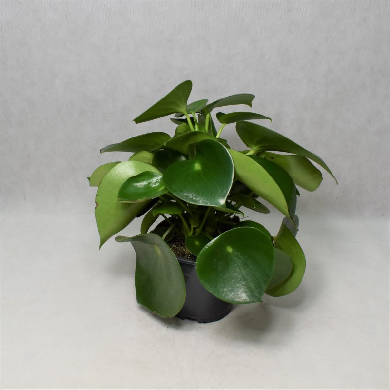 Пеперо̀мия туполистная – Peperomia obtusifolia