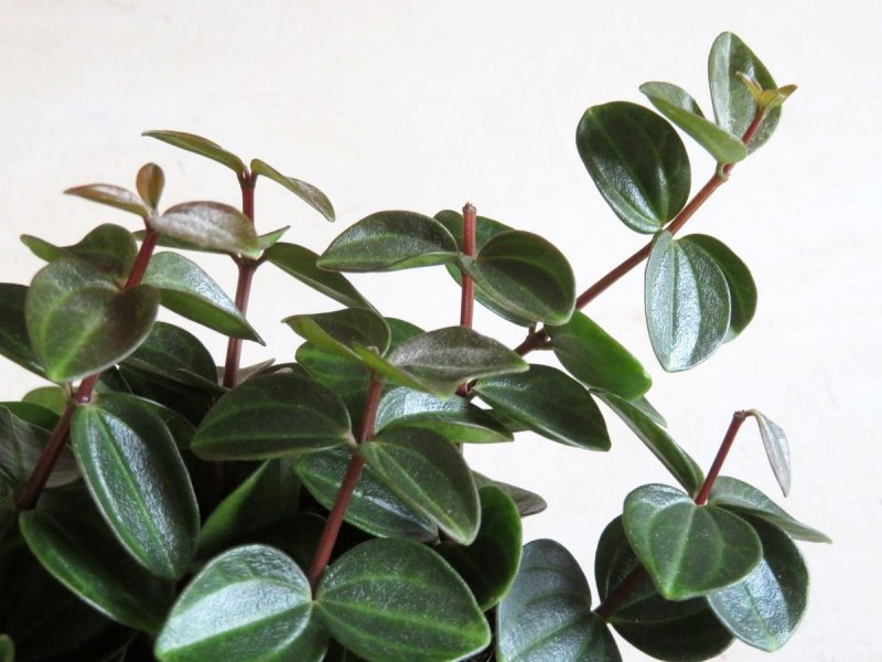 Пеперомия Седая Peperomia incana