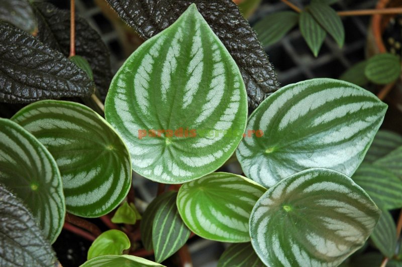 Пеперомия Сандерса (Peperomia sandersii)