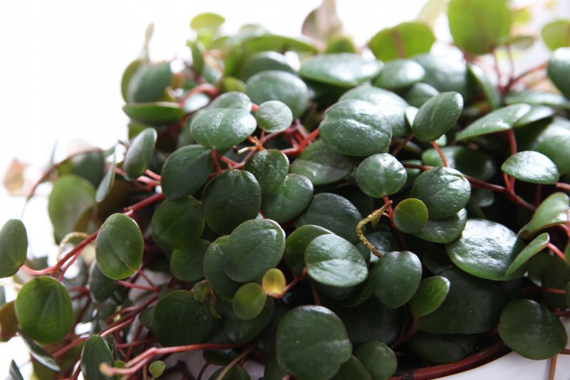 Пеперомия caperata variegata