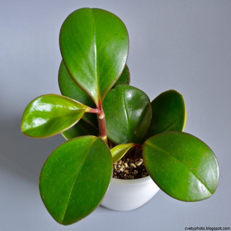 Пеперомия Orba variegata