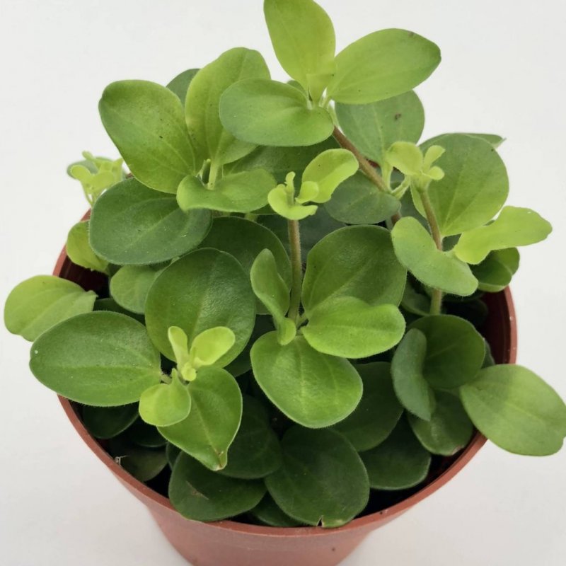 Пеперомия Сандерса (Peperomia sandersii)