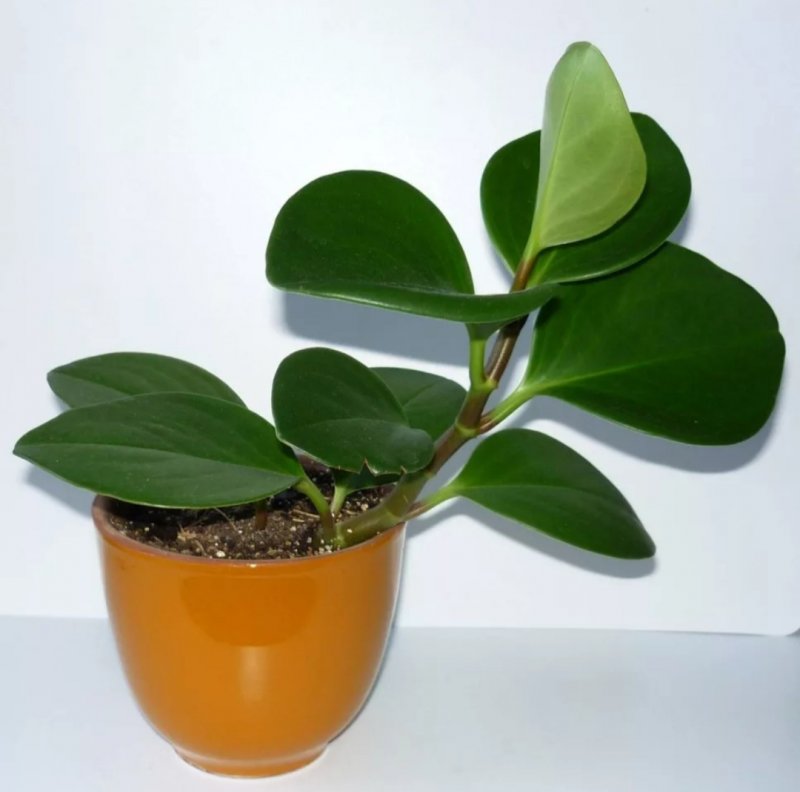 Пеперомия Сандерса (Peperomia sandersii)