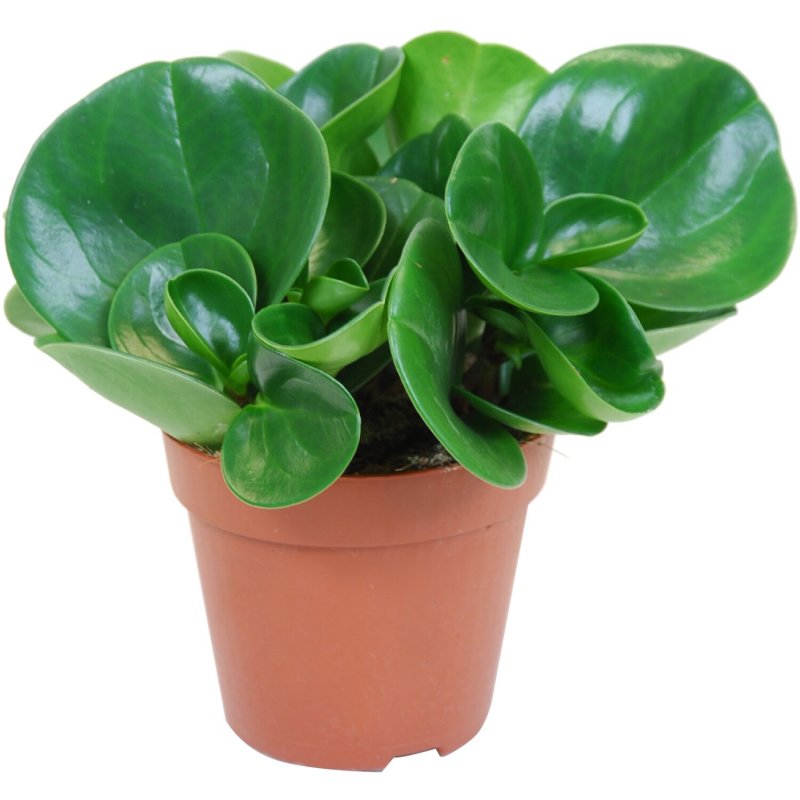 Пеперомия Сандерса (Peperomia sandersii)