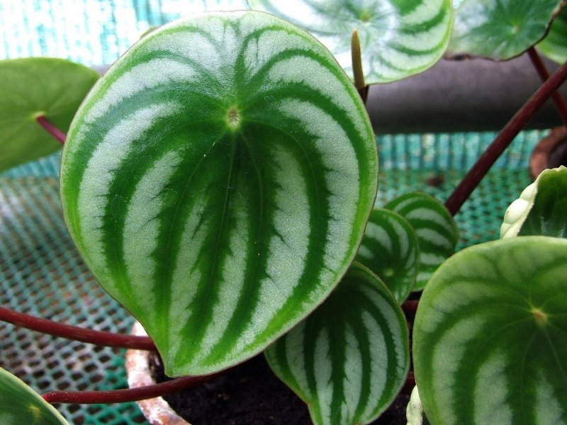 Пеперомия Сандерса (Peperomia sandersii)