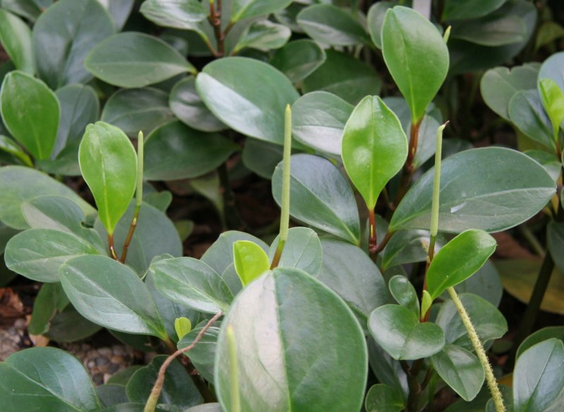 Пеперомия Россо Peperomia Rosso