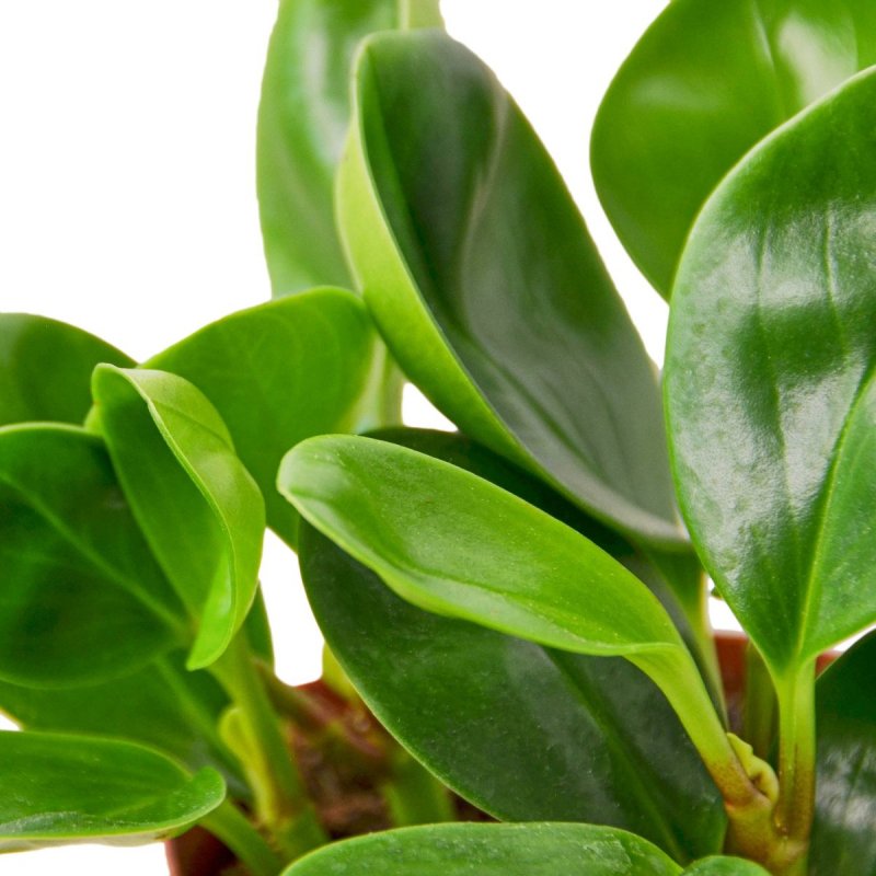 Пеперомия obtusifolia