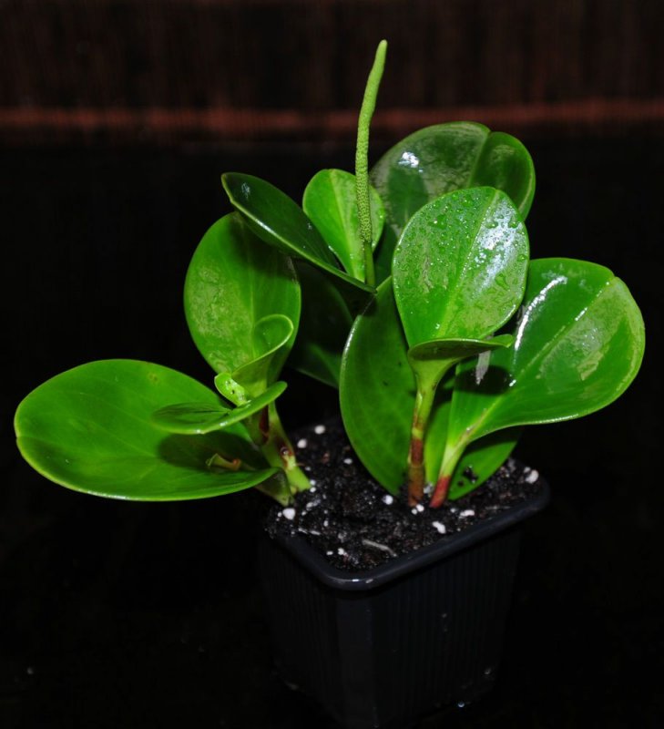 Пеперомия pereskiifolia