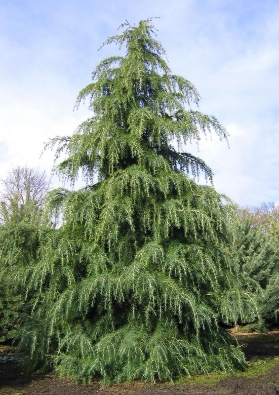 Кедр Гималайский (Cedrus deodara ) p9