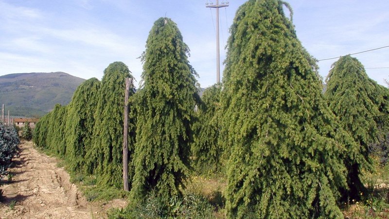 Кедр Гималайский (Cedrus deodara ) p9