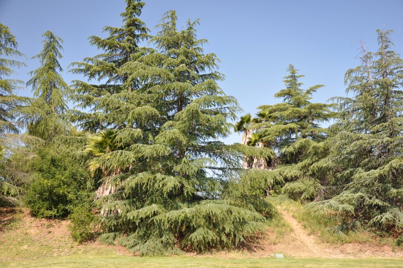 Кедр Гимала́йский (Cedrus deodara)