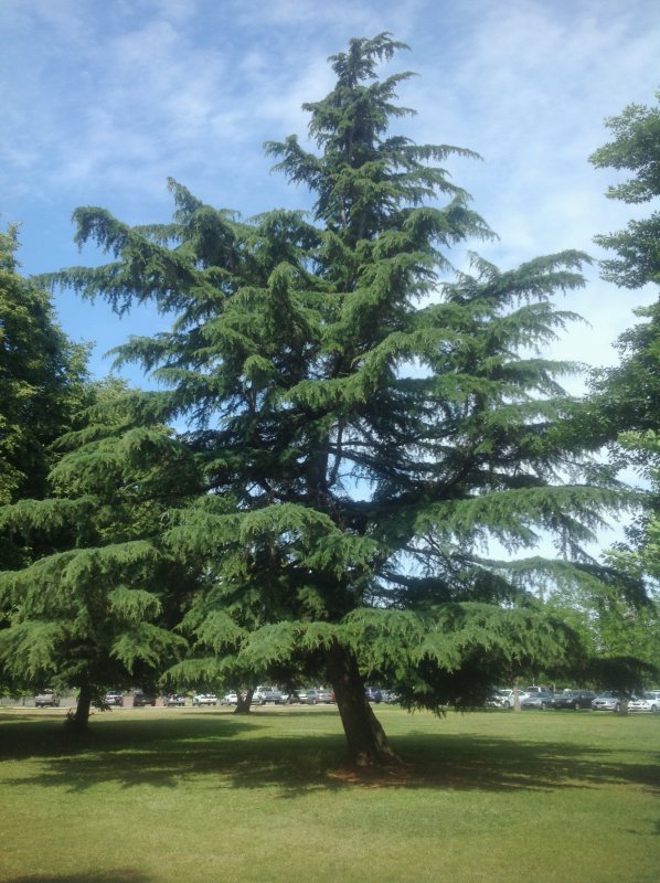 Кедр Гималайский (Cedrus deodara ) p9