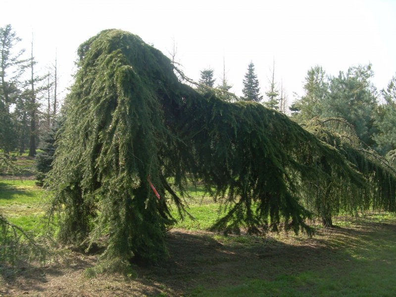 Кедр Гималайский деодара