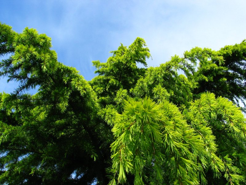 Кедр Гималайский (Cedrus deodara)