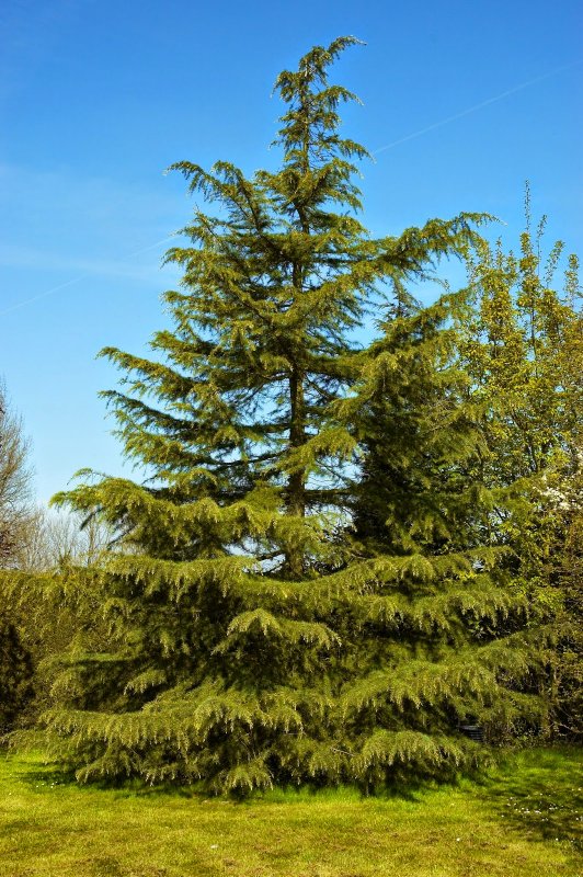 Кедр deodara