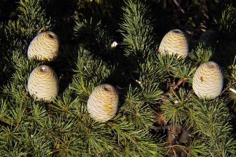 Кедр Гималайский (Cedrus deodara ) p9
