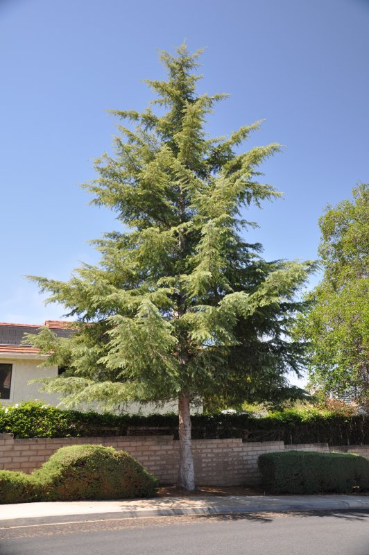 Кедр Гималайский Айсреген (Cedrus deodara Eisregen)