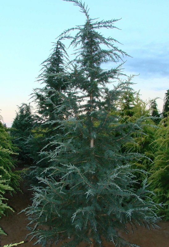 Кедр Гималайский (Cedrus deodara) p9 20-25