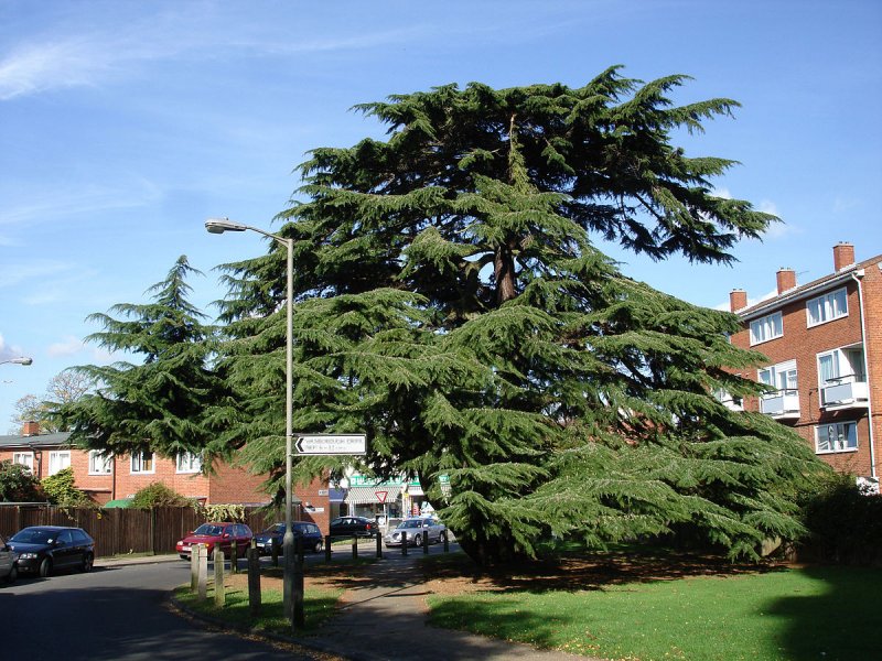 Кедр атласский Cedrus Atlantica