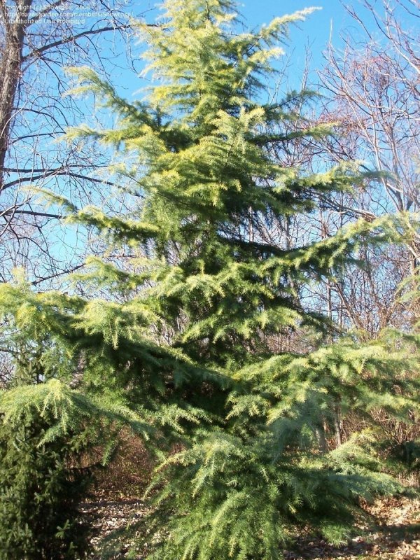 Кедр атласский хвоя